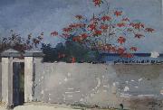 Winslow Homer A Wall,Nassau (mk44) oil painting reproduction